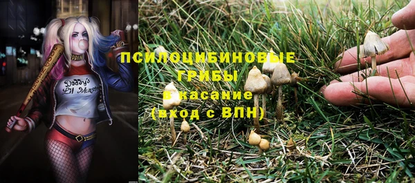 сатива Беломорск